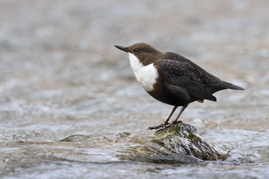 Wasseramsel Cinclus cinclus, Nordrhein-Westfalen, Deutschland, Europa White-throated Dipper Cinclus cinclus, North Rhine-Westphalia, Germany, Europe Copyright: imageBROKER/RalfxKistowskixmail iblcrr13 ...