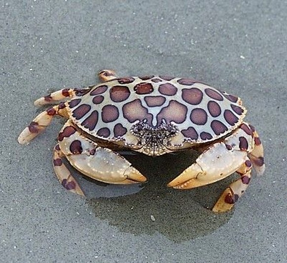Krabbe: Calico Box Crab (Hepatus epheliticus).

https://www.pinterest.com/pin/504543964478680411/