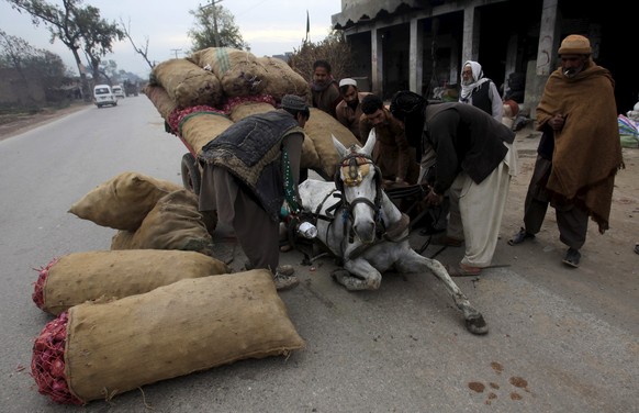 People help lift a horse who slipped pulling a cart, overloaded with sacks of onions, on outskirts of Peshawar, Pakistan November 25, 2015. REUTERS/Fayaz Aziz