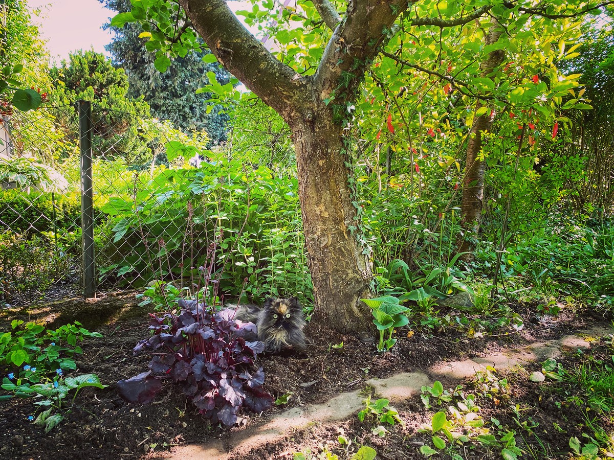 Ganz links unten im Bild das hübsche Kaukasus-Vergissmeinnicht (Brunnera macrophylla ‹Jack Frost›) in seinem ersten Jahr. Direkt unter dem Apfelbaum eine Funkie (Hosta), die sich trotz gieriger Schnec ...