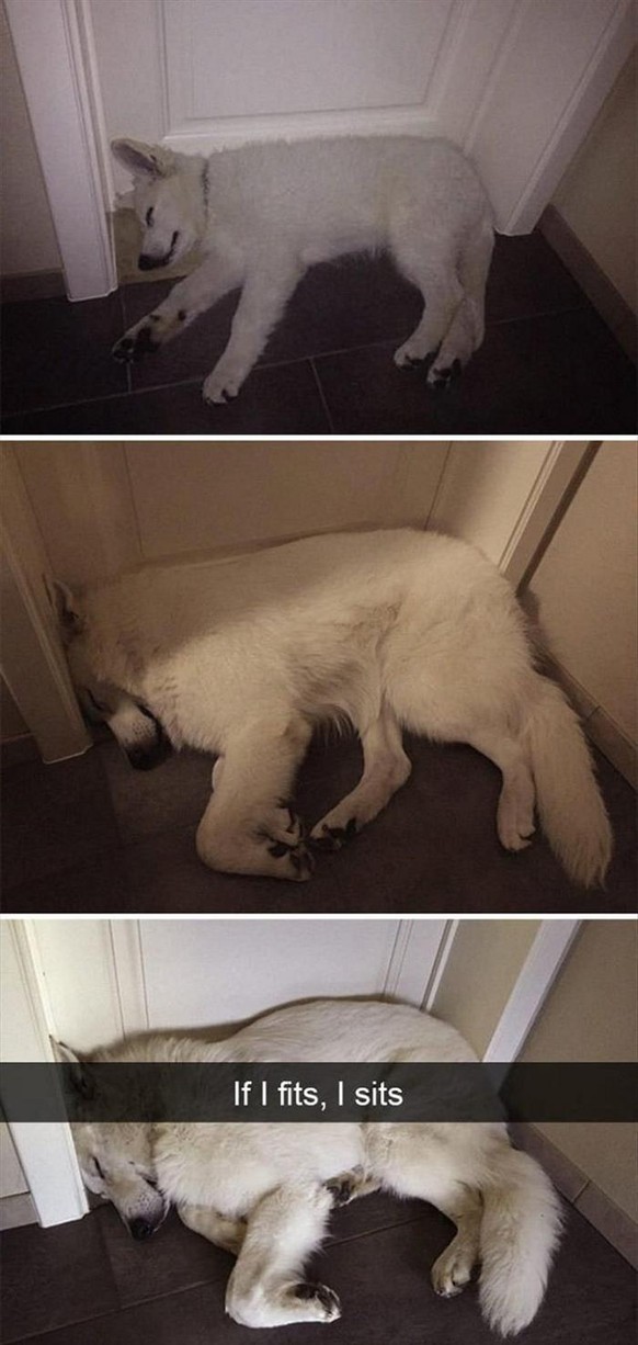 Lustige Tiere für Cute News.
Sind sie wirklich lustig?
Ja!
Okay.
Ich kann hier schreiben, was ich will.
Molekülarebene.
Heiratsüberwachungskomission.