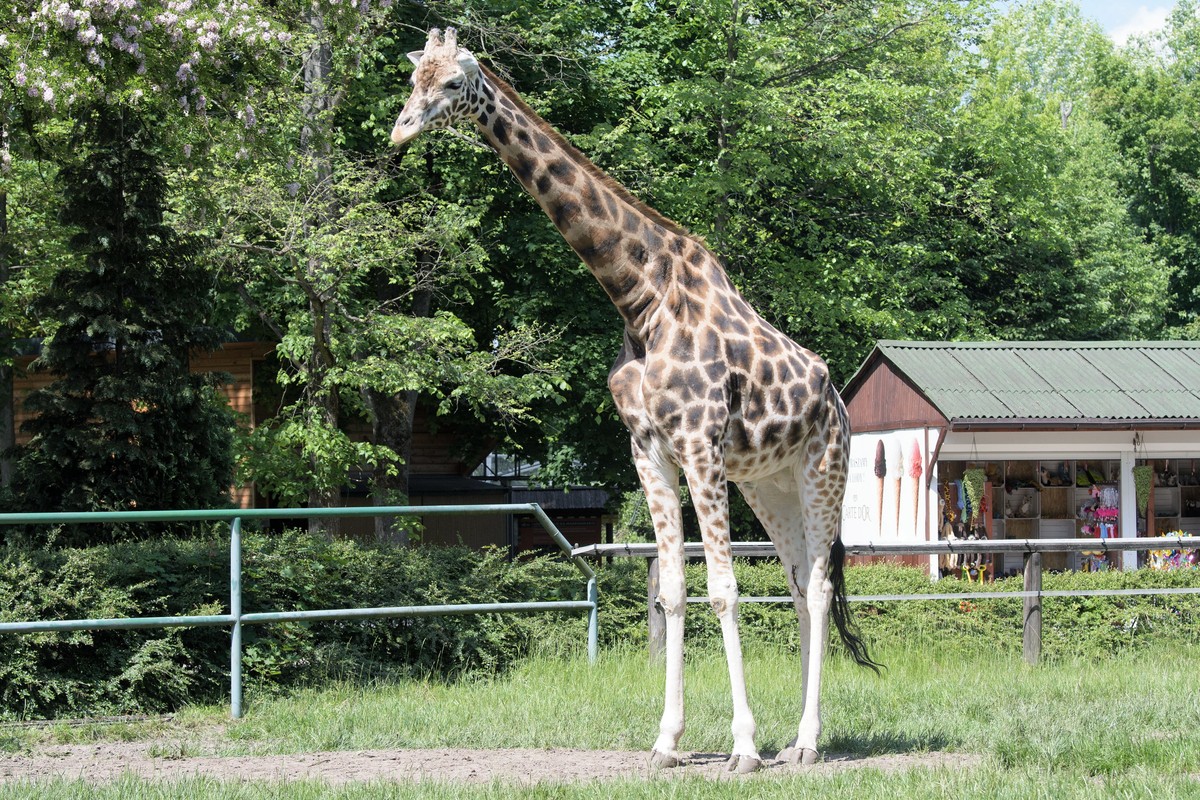 epa09994105 A Rothschild's giraffe (Giraffa camelopardalis rothschildi) stands in an enclosure at the zoo in Lodz, central Poland, 03 June 2022. EPA/GRZEGORZ MICHALOWSKI POLAND OUT