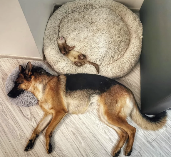 Die besten Tierbilder der Woche