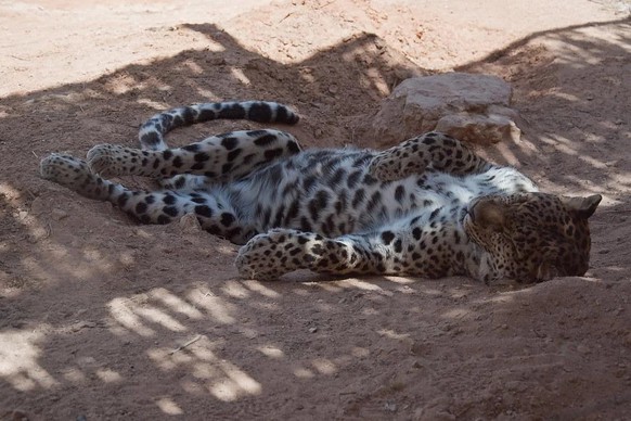 cute news tier arabischer leopard

https://www.reddit.com/r/NatureIsFuckingLit/comments/193253e/the_very_rare_israeli_leopard/