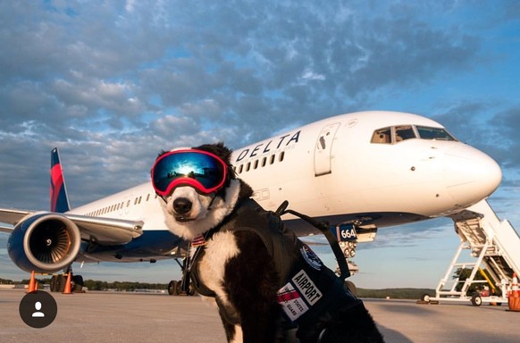 11 grossartige Instagram-Accounts, die deinen Insta-Feed endlich aufpeppen
Airportk9 ist auch lustig. Der Hund ist sogar offizieller Flughafen Mitarbeiter. Aufgabe: Rollfeld von VÃ¶geln rÃ¤umen. Und d ...