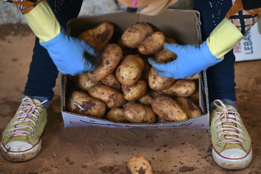 epa07081622 A farmer fills potatoes in boxes at Taanayel area in the Bekaa valley, Lebanon, 09 October 2018. Bekaa valley is a major area for the production of potatoes in Lebanon. Exporting potatoes  ...