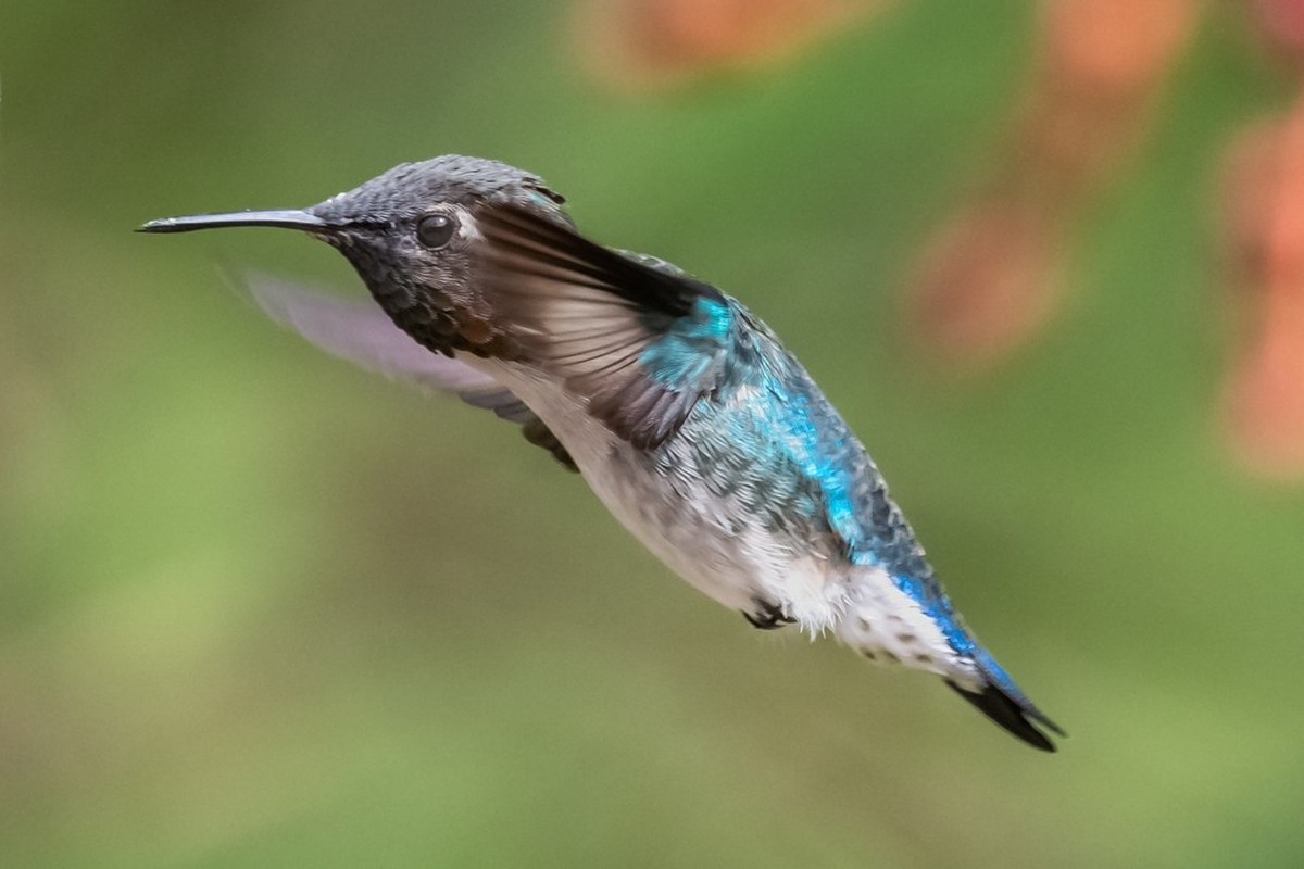 Bienenelfe, Kubaelfe, Hummelkolibri (Mellisuga helenae)