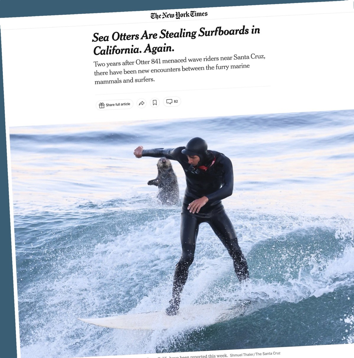 Screenshot zu einem Bericht der New York Times über Seeotter, die Surfbretter in Kalifornien kapern (Oktober 2025)