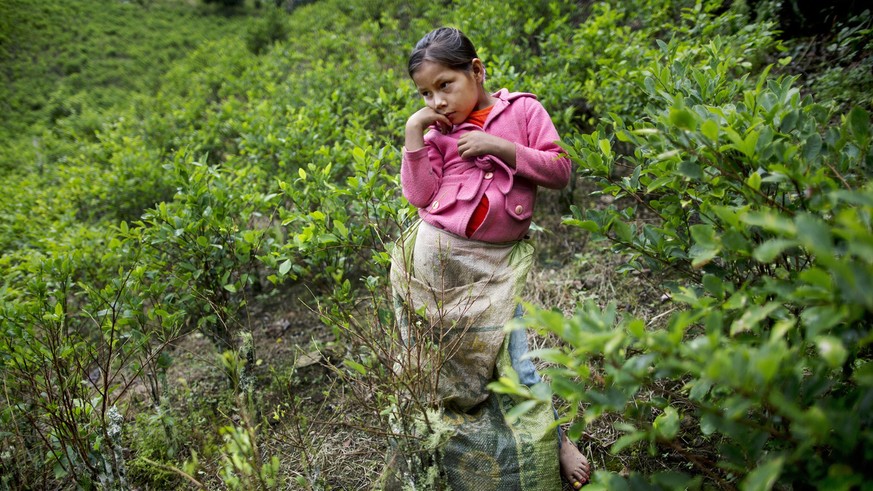 In this March 16, 2015 photo, Janet Curo, 9, takes a break from harvesting coca leaves with her mother, in La Mar, province of Peru's Ayacucho state.  Janet skipped school to help her mother in the…