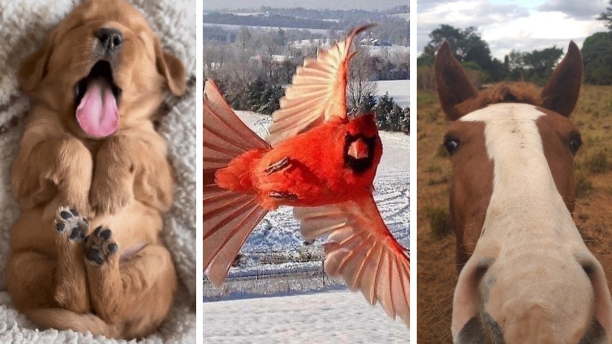 Heute wirst du nur glücklich, wenn du diese 29 Tierbilder anschaust