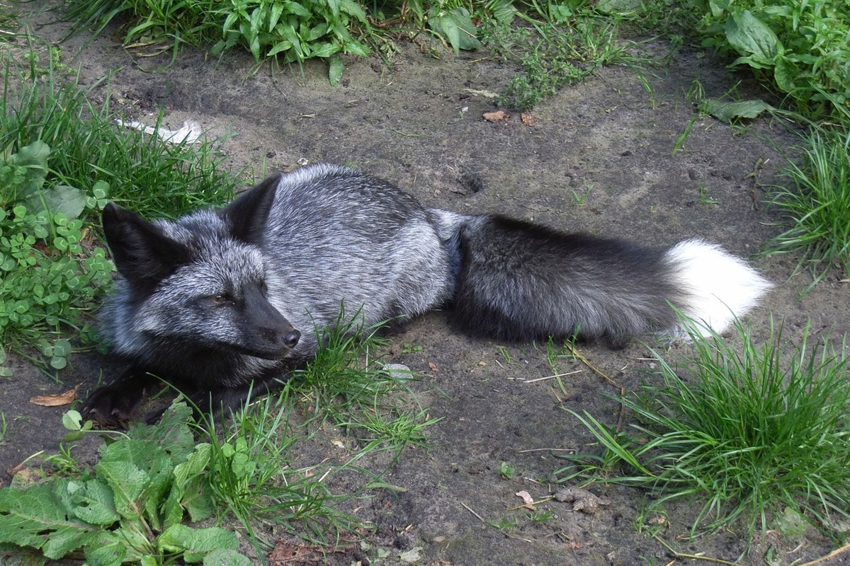 cute news tier silverfox silberfuchs