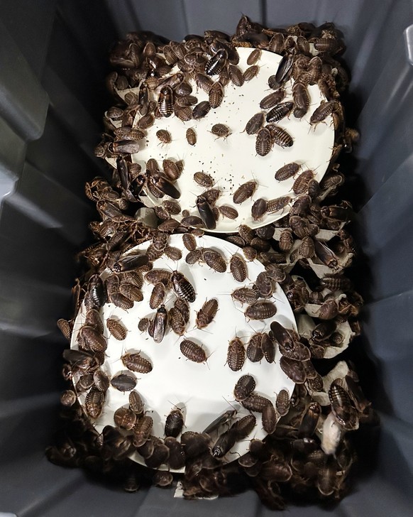 This image supplied by Australia's Department of Climate Change, Energy, the Environment and Water shows, Madagascar hissing cockroaches and dubia cockroaches, seized from a commercial breeder at ...