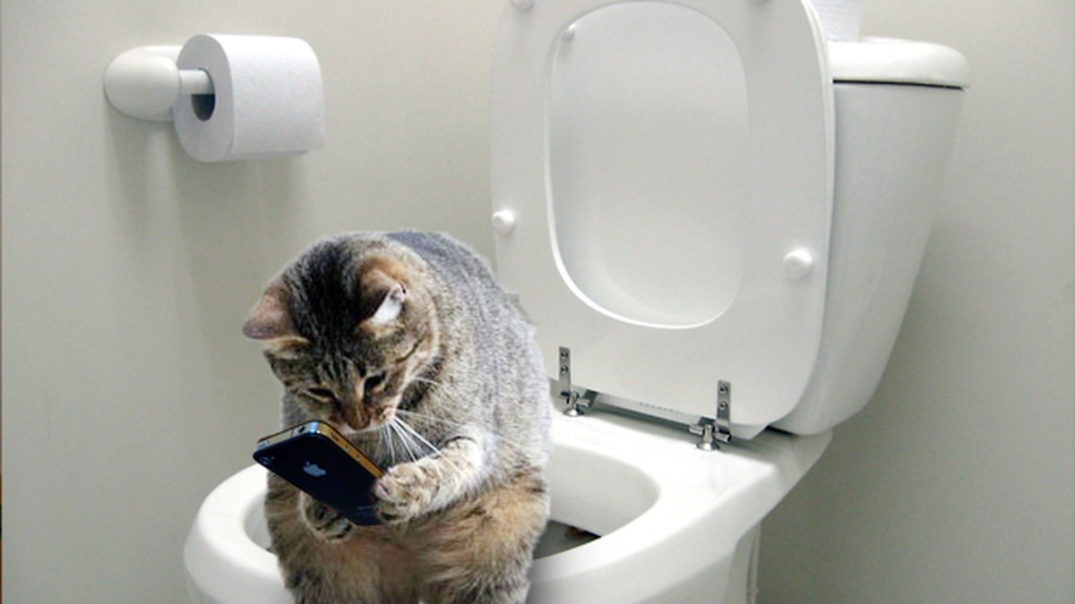 5 plausible Gründe, weshalb deine Katze dir aufs Klo folgt