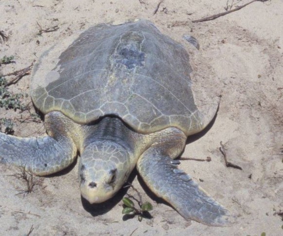 Besonders stark von den Folgen der Ölkatastrophe betroffen: die atlantische Bastardschildkröte.