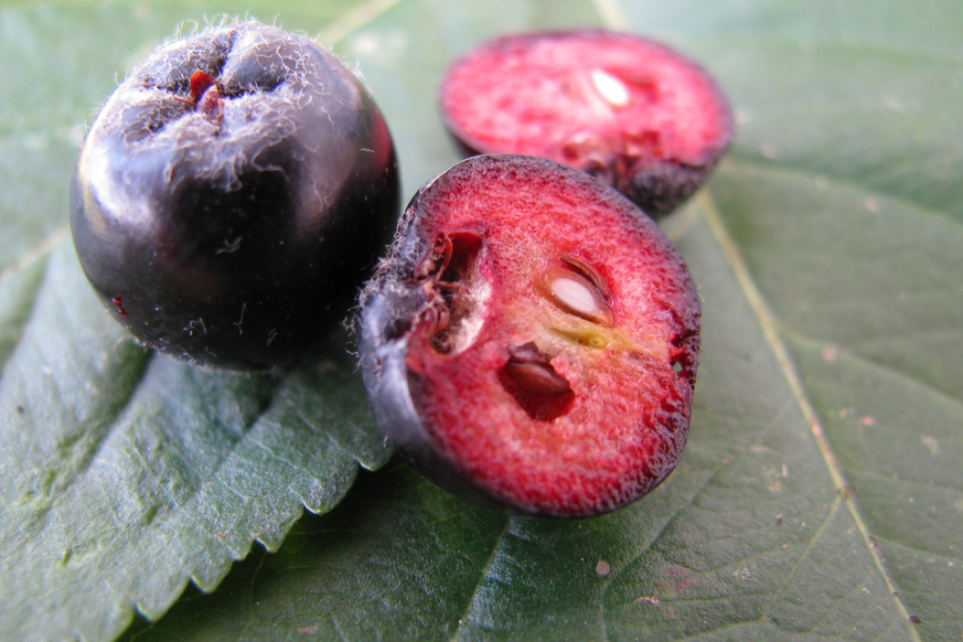 Aroniabeeren sollen gegen das Coronavirus helfen.