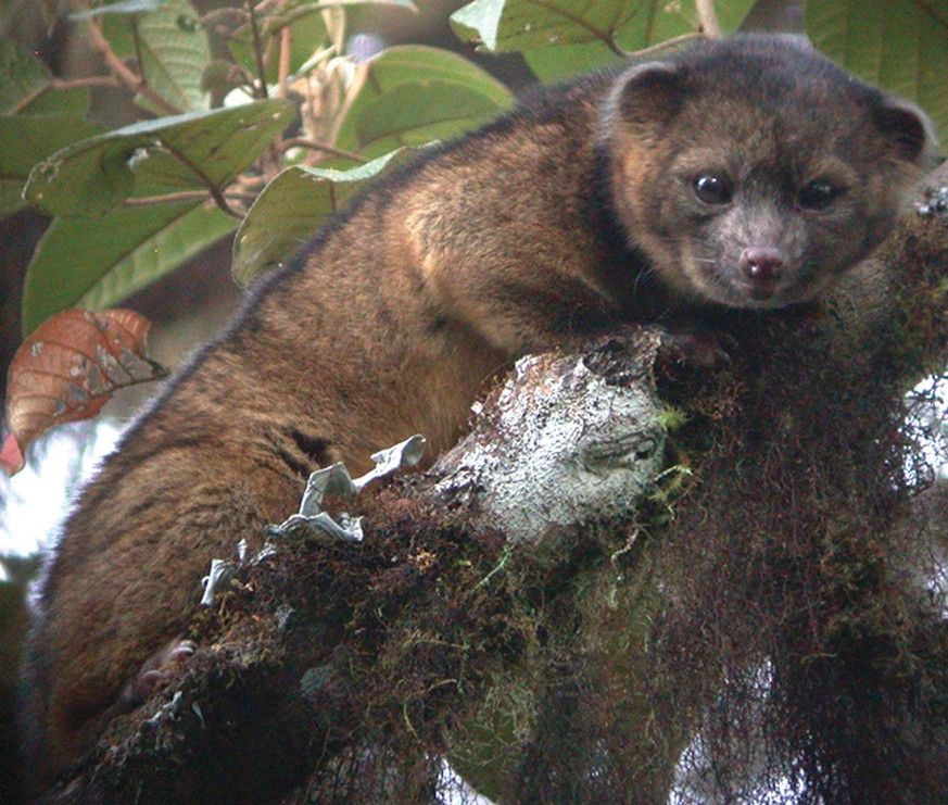 Bassaricyon neblina in Ecuador.