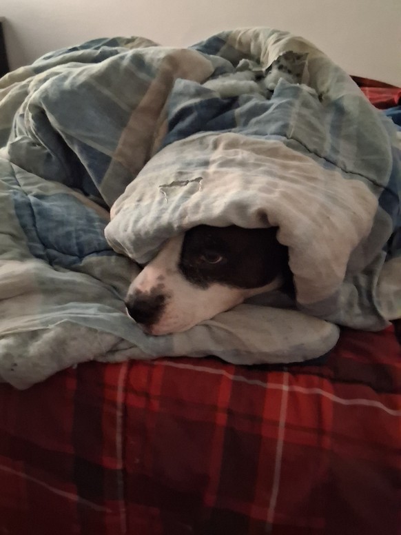 cute news tier hund

https://imgur.com/gallery/someone-isnt-fan-of-mid-january-weather-0WAm0i2#/t/aww