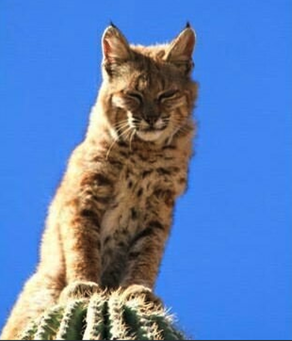 Luchs auf einem Kaktus
Cute News
https://imgur.com/gallery/eb7Rs