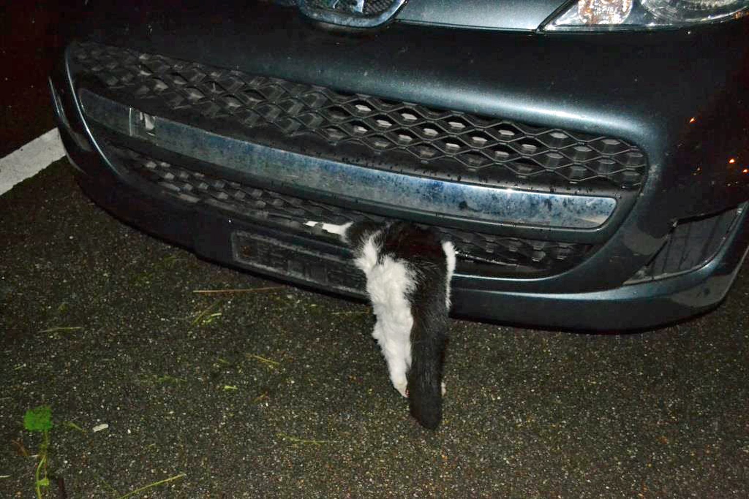 So verharrte der Kater auf der restlichen Fahrt nach Luzern.