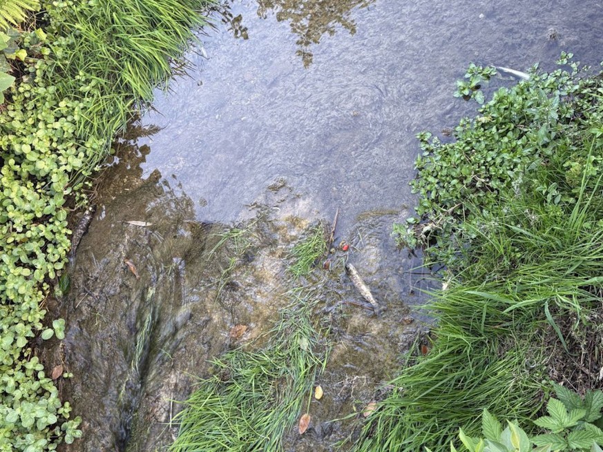 Bazenheid Bach Fischsterben