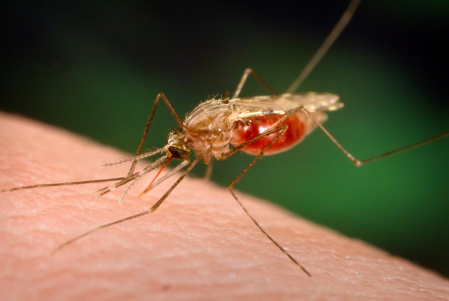 In this 2005 photo made available by the University of Notre Dame via the CDC, an Anopheles funestus mosquito takes a blood meal from a human host. The quest for the world&#039;s first malaria vaccine ...