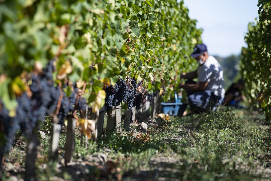 epa08659864 Farm workers harvest grapes at Chateau Grand Corbin-Despagne vineyard in Saint-Emilion near Bordeaux, France, 10 September 2020. The vineyard has implemented strict sanitary measures to cu ...