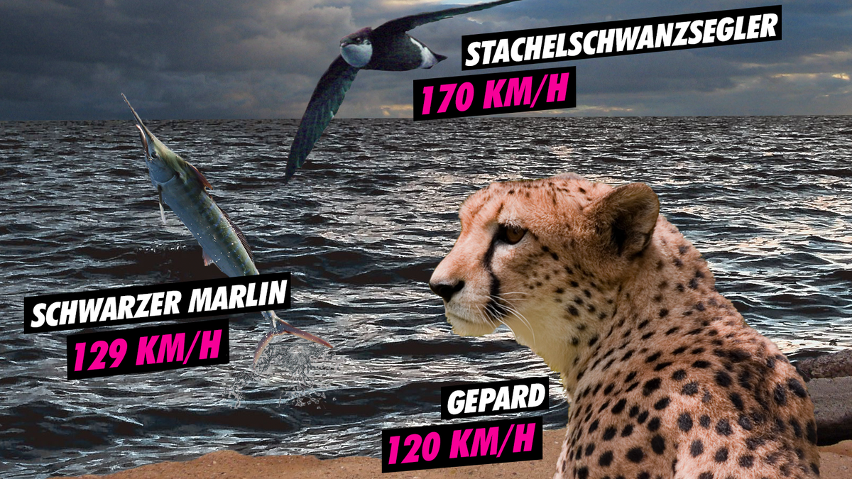 T-Rex gegen Gepard – wer rennt schneller? Forscher haben es herausgefunden