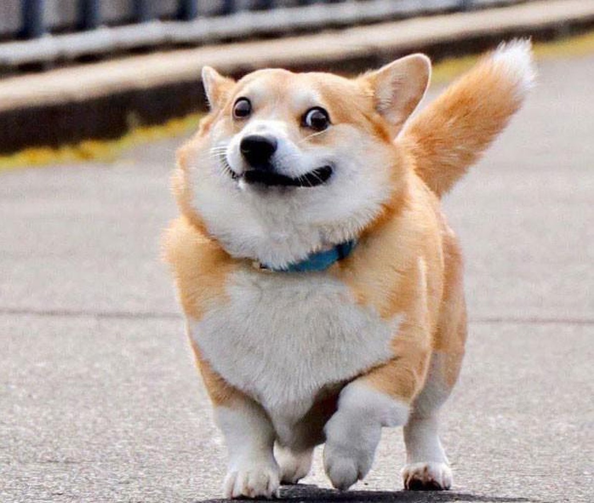 corgi hund dog

https://www.boredpanda.com/cute-funny-corgi-pictures/?utm_source=google&amp;utm_medium=organic&amp;utm_campaign=organic