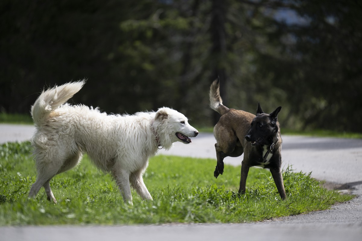 Das Verhalten von Atena, links, wird mit Figuranten-Hund Ramses geprueft, bei der Pruefung von Herdeschutzhunden im Auftrag des Bundes, am Donnerstag, 16. Mai 2024, auf der Alp Kohlschlag in Mels. (KE ...