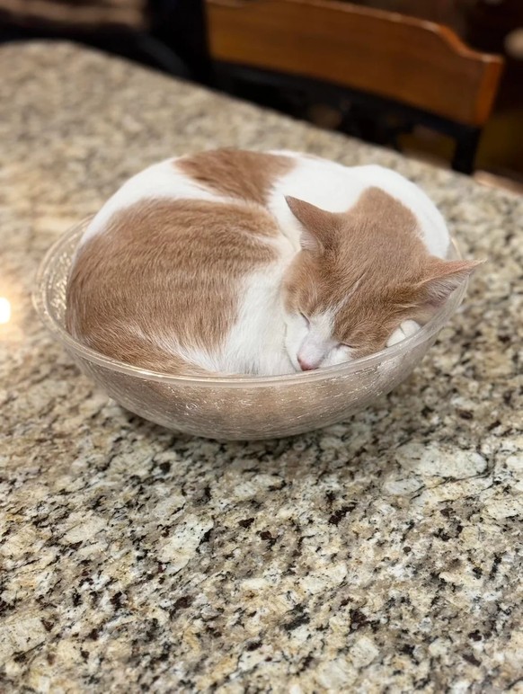 cute news tier katze

https://www.reddit.com/r/CatsBeingCats/comments/1ljtnzo/orthopedic_cat_bed_salad_bowl/