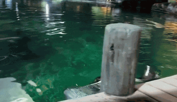 Animiertes GIF