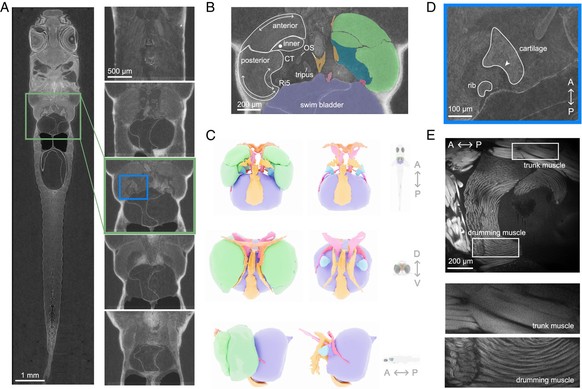Diese Grafik soll zeigen, wie Danoniella cerebrum extrem laute Geräusche mit seiner Schwimmblase erzeugt