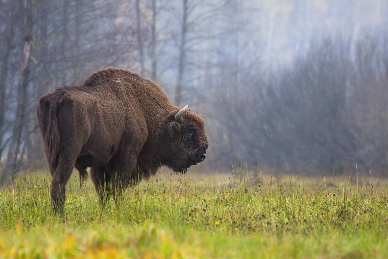 FILE - In this October 2013 file photo, a bison grazes in the Bialowieza Forest, in eastern Poland. Poland&#039;s Environment Ministry says that global forestry experts are checking the condition of t ...
