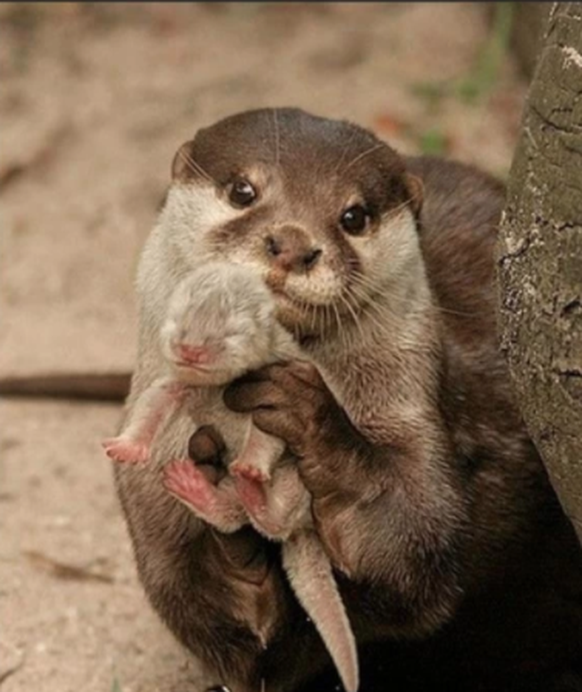 cute news animal tier otter

https://imgur.com/t/cute_news/6fIooGP