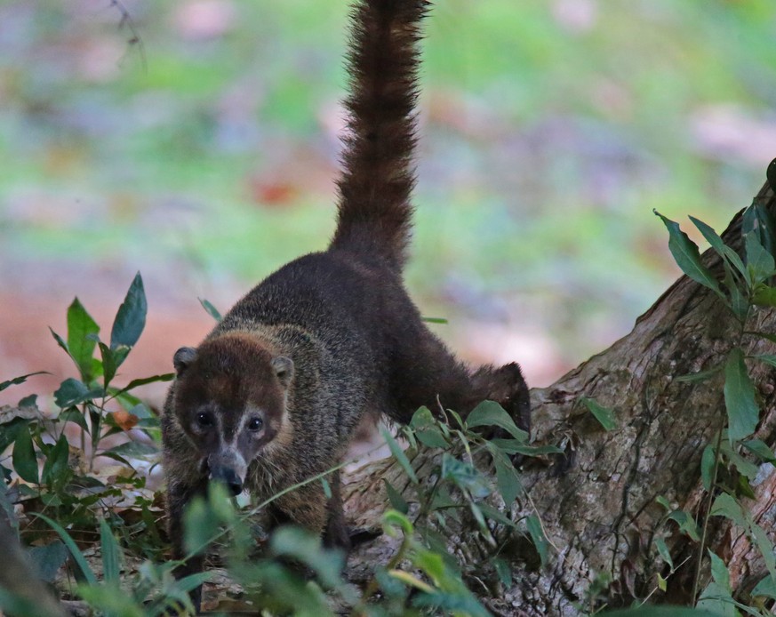 Nasenbär
Cute News
https://www.flickr.com/photos/vil_sandi/27878316855