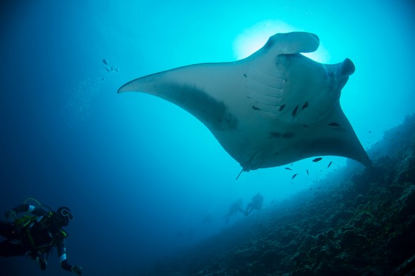 Ein Mantarochen im Meer des Haa Alif Atolls. Bei Tauchern beliebt, bei Fischern weniger.