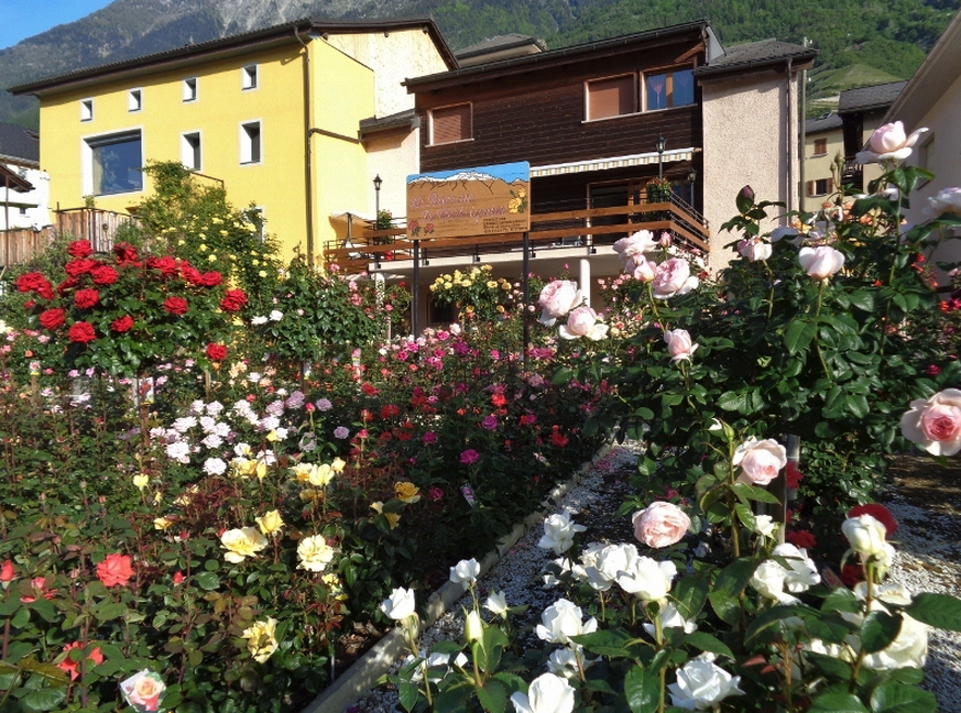 Rauszeit La Roseraie de Chataignier, Rosenblüten.