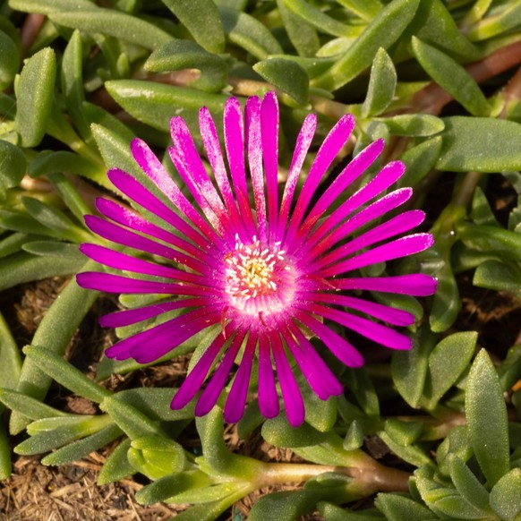 Taubenskabiose (Scabisosa columbaria)