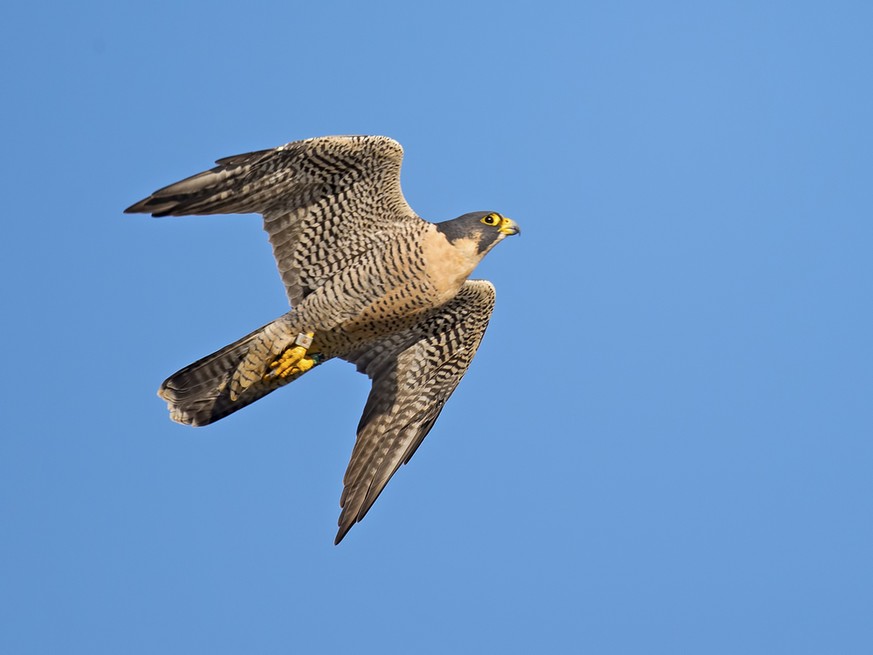 Wanderfalke (Falco peregrinus)