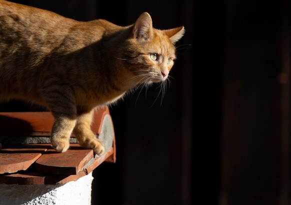 29.01.2024, Bayern, Tegernsee: Eine Katze l