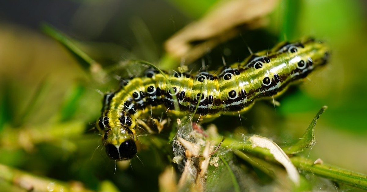 Feindbild Buchsbaumzünsler – so wirst du sie los