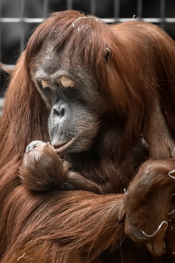 Mama Cahaya mit Baby Utu.