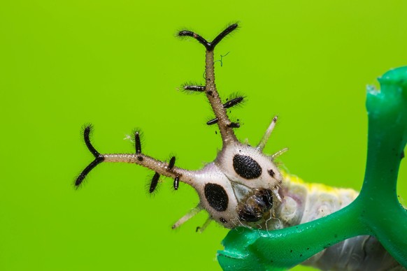Close up of common Pasha (Herona marathus) caterpillar on green plastic net, focusing on its face, green background