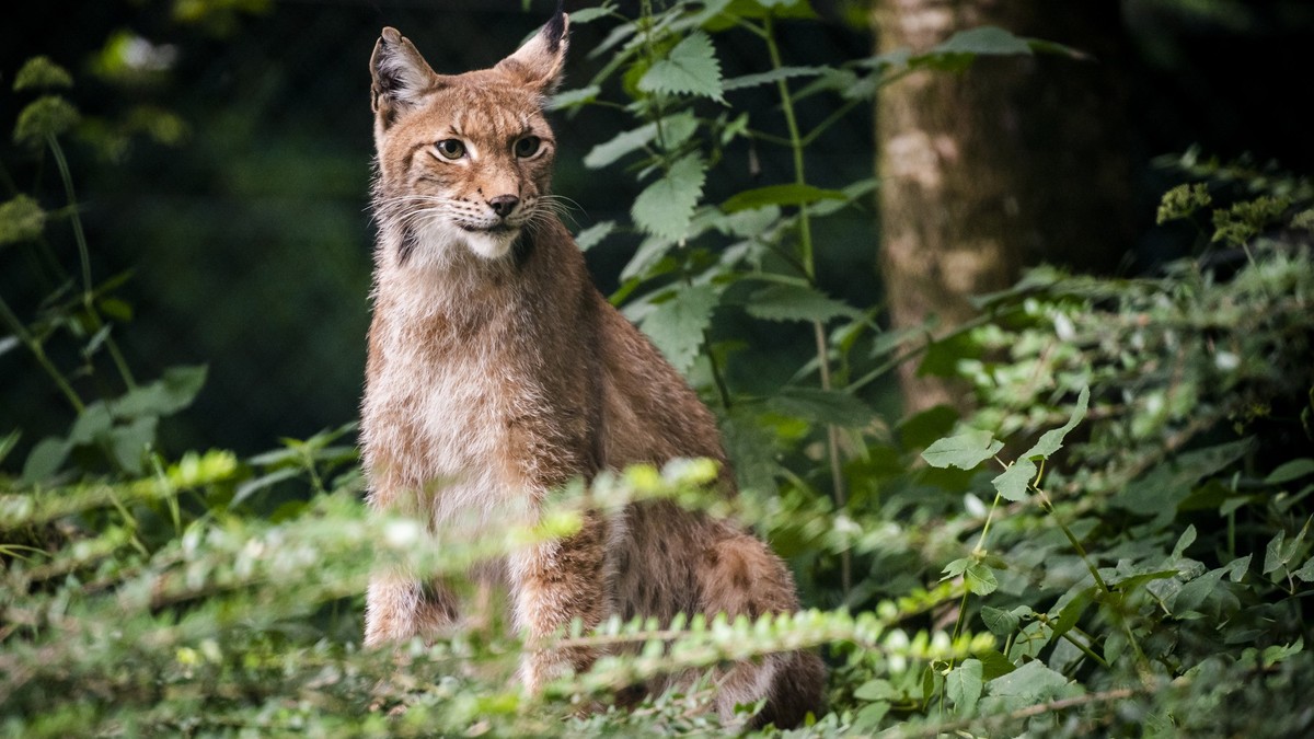 Luchs-Streit-im-Kandertal-Kanton-Bern-weist-Vorw-rfe-entschieden-zur-ck