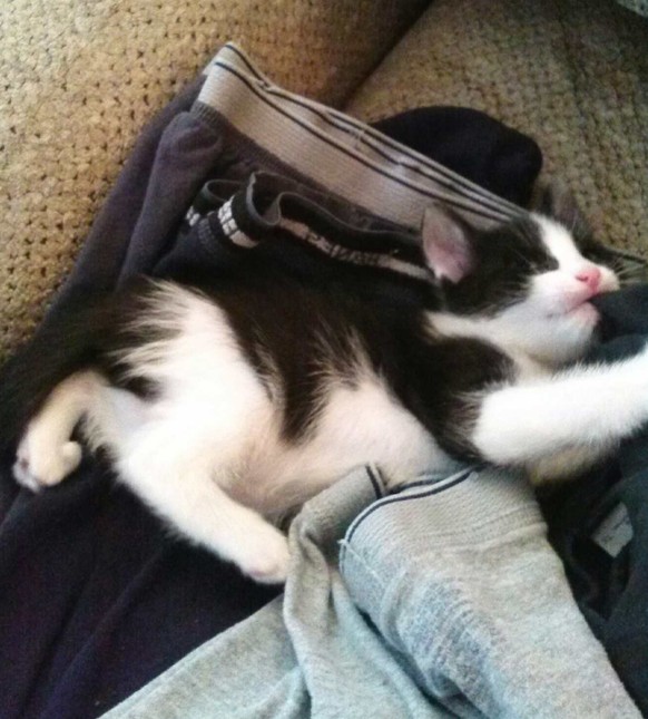 Katze auf gewaschenen Unterhosen.
http://imgur.com/gallery/gY3Lw2r