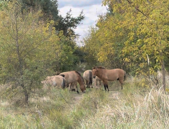 (Screenshot eines watson-Videos)

Die Przewalski-Pferde sind sozusagen die einzige gänzlich «wilde» Pferdeart der Welt, alle anderen sind oder waren in der Vergangenheit domestiziert.