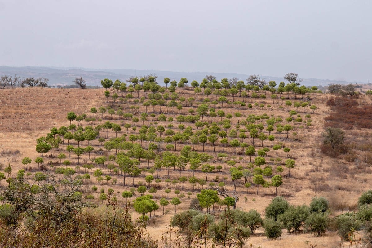 View of a dry landscape in Martim longo, Portugal. , 21504326.jpg, agriculture, algarve, arid, clouds, country, countryside, drought, dry, empty, environment, europe, field, golden, grass, hay, heat,  ...