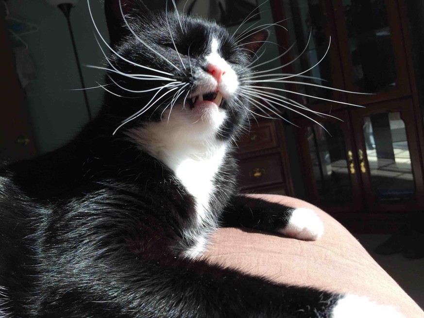 Fotos Diese Katzen Niesen Gleich Sehen Dabei Lustig Aus