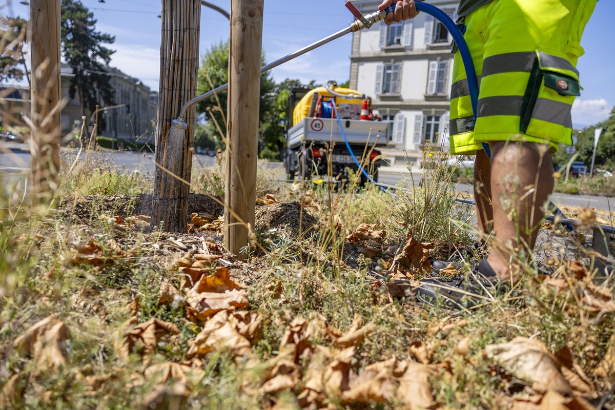 Un jardinier du Service des espaces verts de Geneve (SEVE) arrose avec de l'eau le pied d'un jeune arbre lors d'une periode de forte chaleur, ce lundi 5 aout 2024 a Geneve. (KEYSTONE/Sa ...
