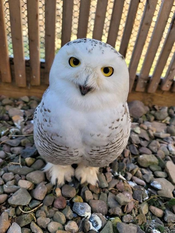 cute news animal tier eule

https://www.reddit.com/r/Owls/comments/sb592h/rare_snowy_owls_spotted_in_hudson_valley/